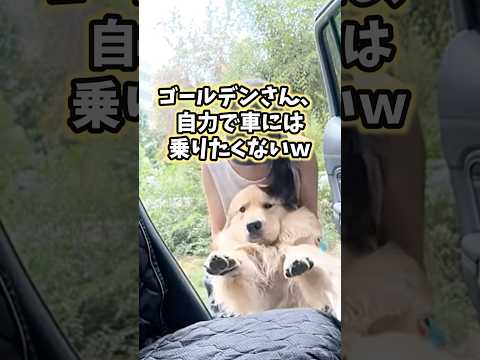 安い ペット動画 飼い主 きもい